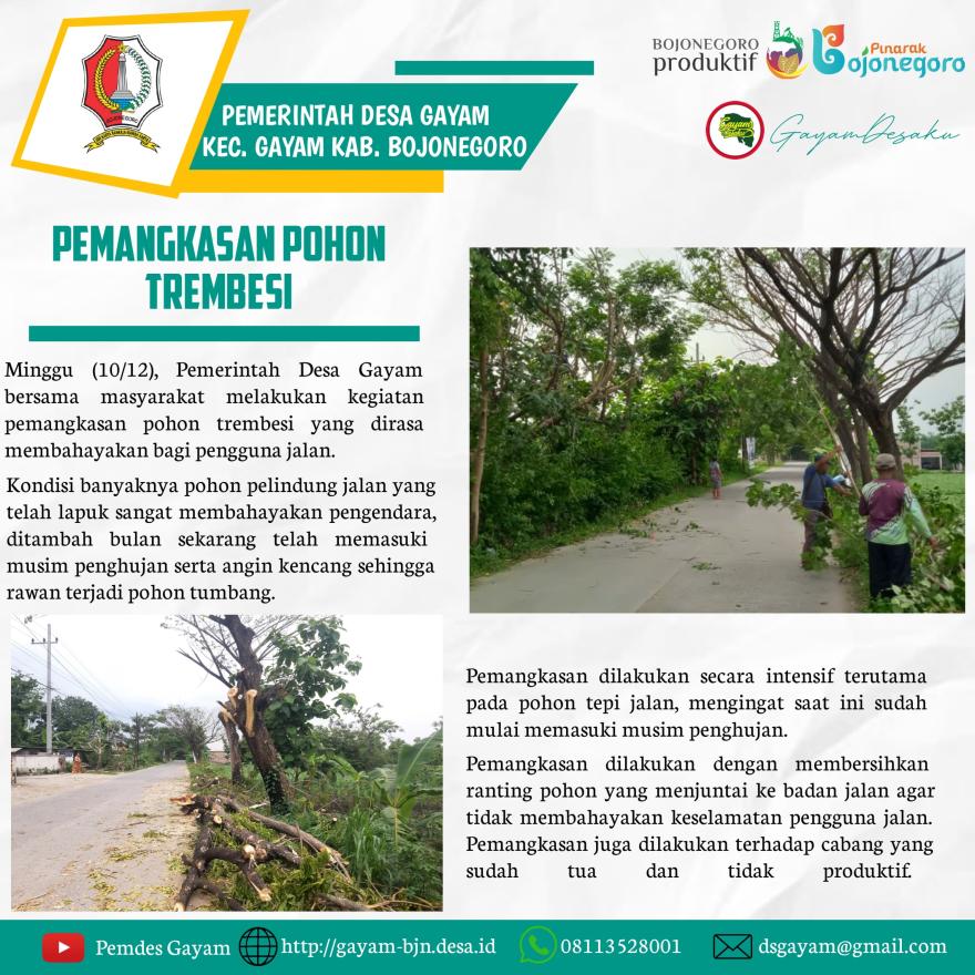 Pemangkasan Pohon Trembesi: Cegah Pohon Tumbang dimusim Penghujan